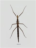 藏品(竹節蟲(2))的圖片